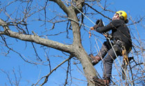 tricity tree services photo 1