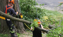 tricity tree services photo 1